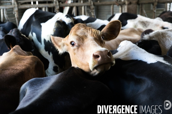 Elevage bio de vaches laitières et crèmerie en Bretagne