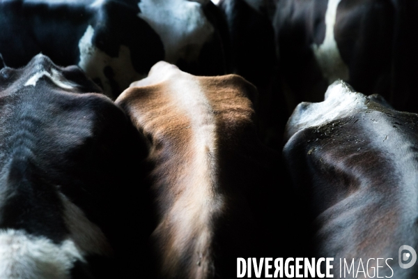 Elevage bio de vaches laitières et crèmerie en Bretagne