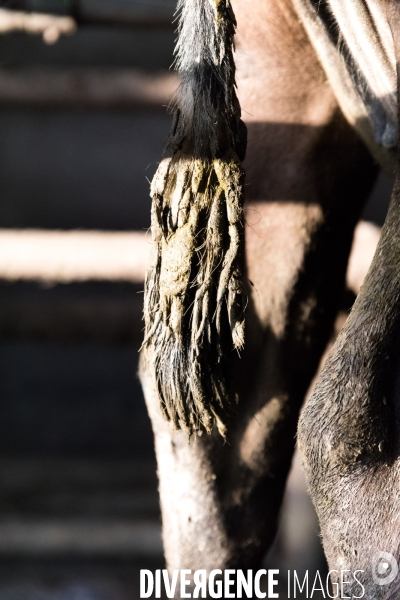 Elevage bio de vaches laitières et crèmerie en Bretagne