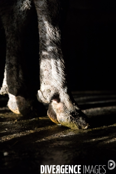 Elevage bio de vaches laitières et crèmerie en Bretagne