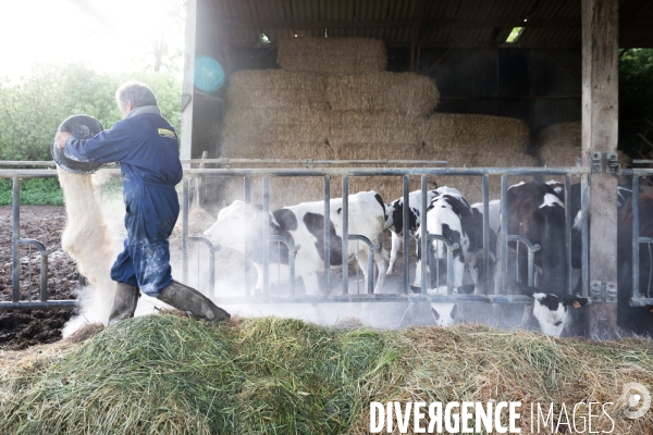 Elevage bio de vaches laitières et crèmerie en Bretagne