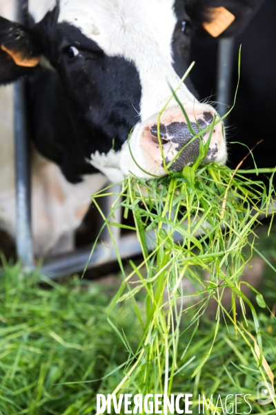 Elevage bio de vaches laitières et crèmerie en Bretagne