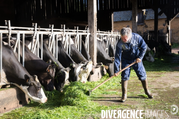 Elevage bio de vaches laitières et crèmerie en Bretagne