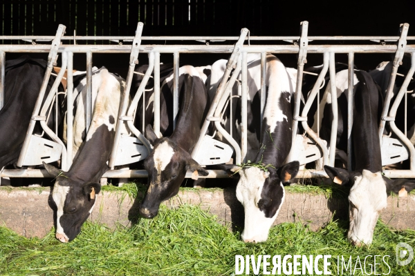 Elevage bio de vaches laitières et crèmerie en Bretagne