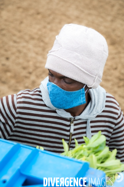 Plantation de betteraves par des bénévoles