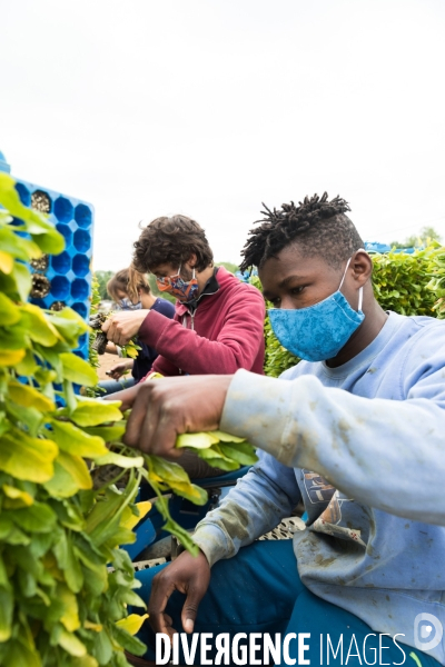 Plantation de betteraves par des bénévoles