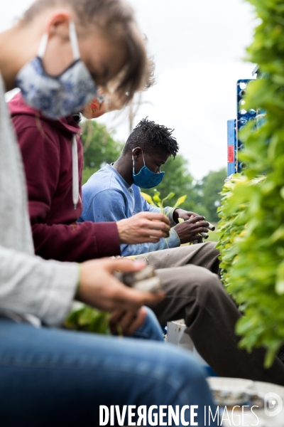 Plantation de betteraves par des bénévoles