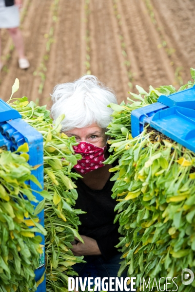 Plantation de betteraves par des bénévoles