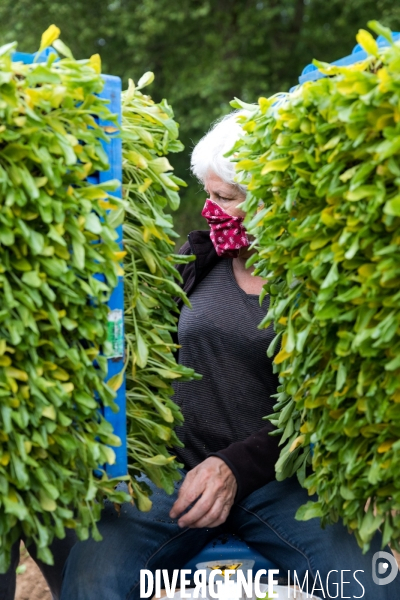 Plantation de betteraves par des bénévoles