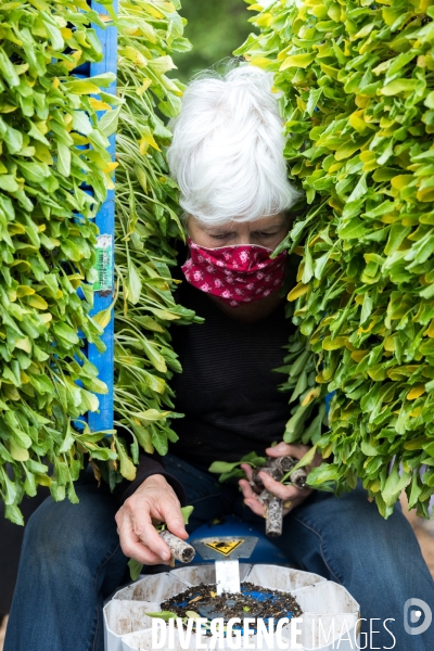 Plantation de betteraves par des bénévoles