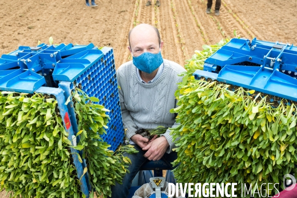 Plantation de betteraves par des bénévoles