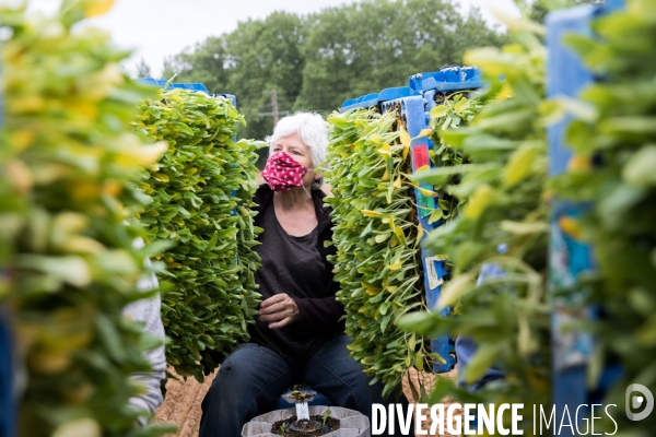 Plantation de betteraves par des bénévoles