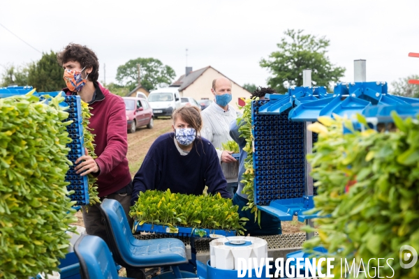 Plantation de betteraves par des bénévoles