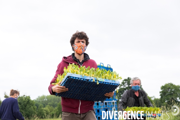 Plantation de betteraves par des bénévoles