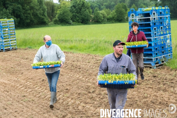 Plantation de betteraves par des bénévoles