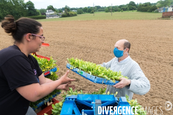 Plantation de betteraves par des bénévoles