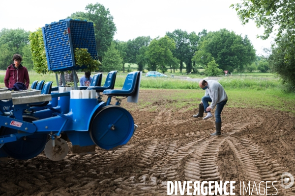 Plantation de betteraves par des bénévoles