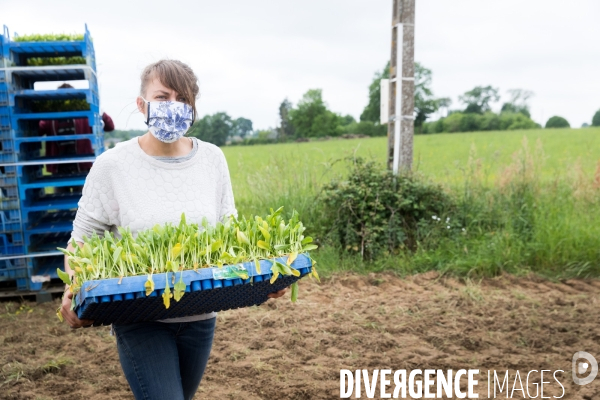 Plantation de betteraves par des bénévoles