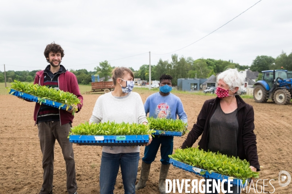 Plantation de betteraves par des bénévoles