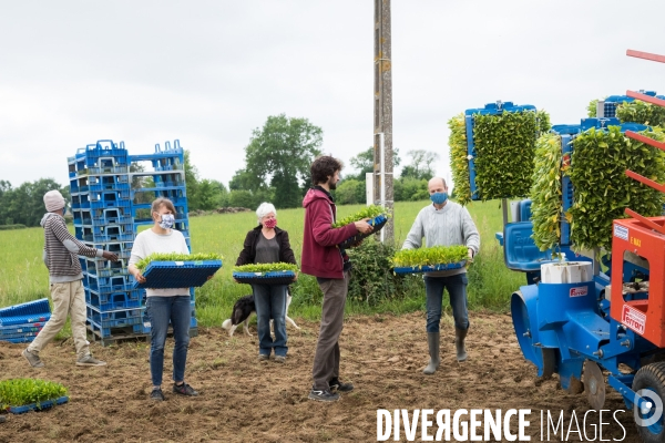 Plantation de betteraves par des bénévoles