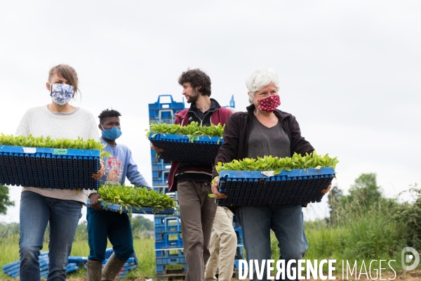 Plantation de betteraves par des bénévoles