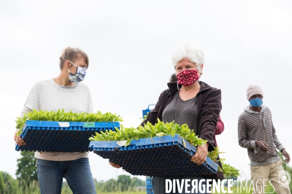 Plantation de betteraves par des bénévoles