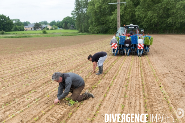 Plantation de betteraves par des bénévoles