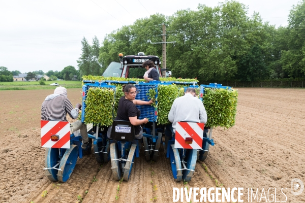 Plantation de betteraves par des bénévoles