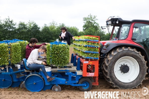 Plantation de betteraves par des bénévoles