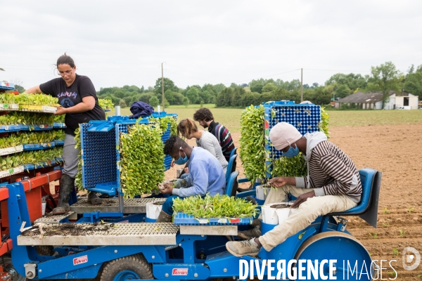 Plantation de betteraves par des bénévoles