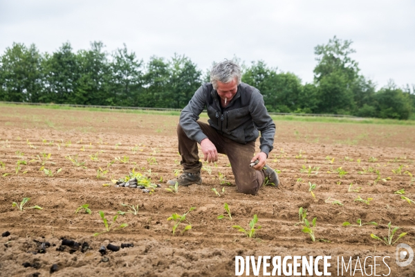 Plantation de betteraves par des bénévoles