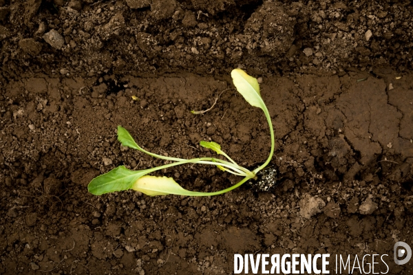 Plantation de betteraves par des bénévoles