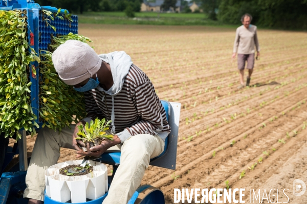 Plantation de betteraves par des bénévoles