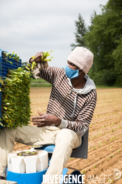 Plantation de betteraves par des bénévoles