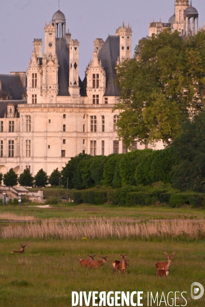 Le parc de Chambord pendant le confinement