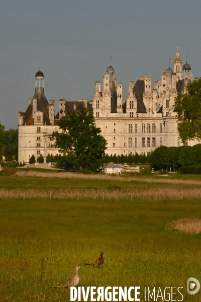 Le parc de Chambord pendant le confinement