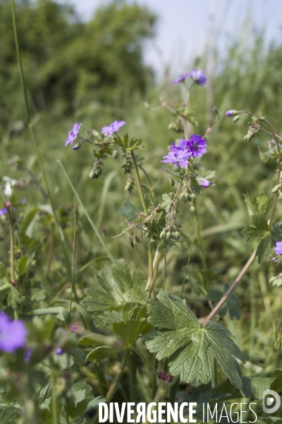 Geranium pyrenaicum