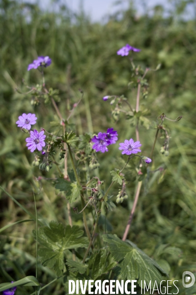 Geranium pyrenaicum