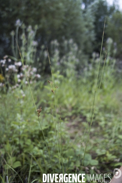 Juncus inflexus