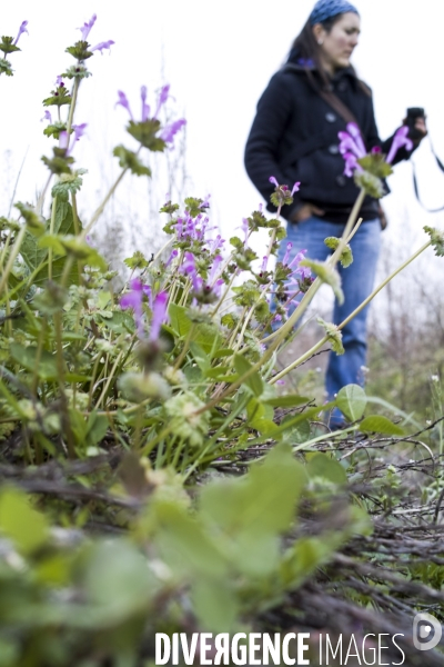 Lamium amplexicaule