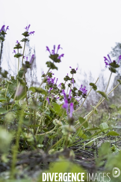 Lamium amplexicaule