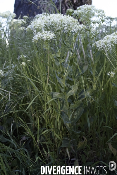 Lepidium draba