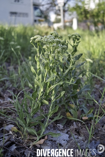 Lepidium draba