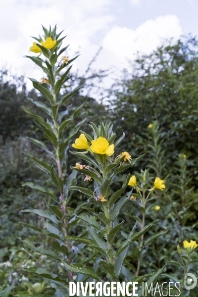 Oenothera biennis