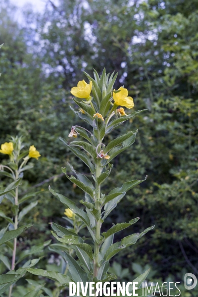 Oenothera biennis