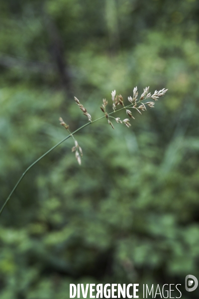 Poa compressa