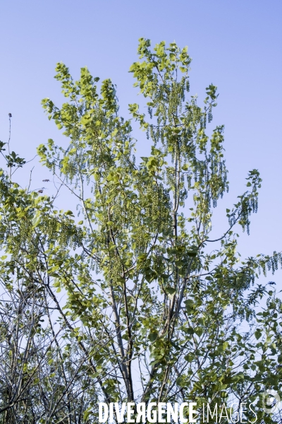 Populus alba 0