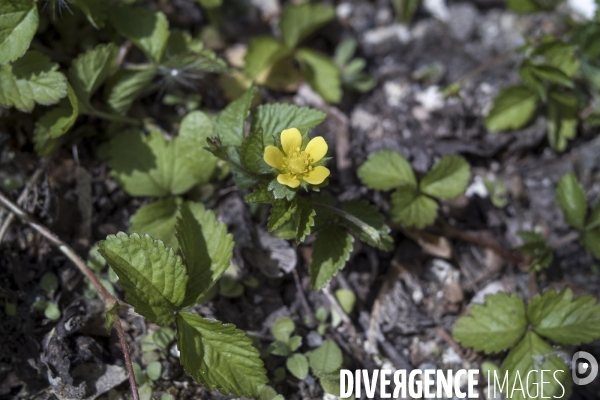 Potentilla indica