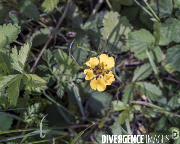 Potentilla reptans