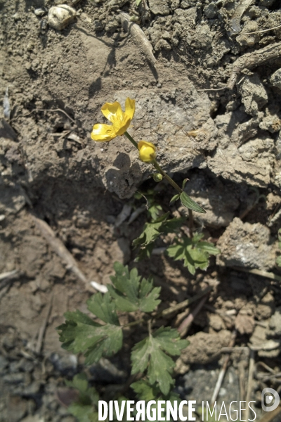 Ranunculus repens